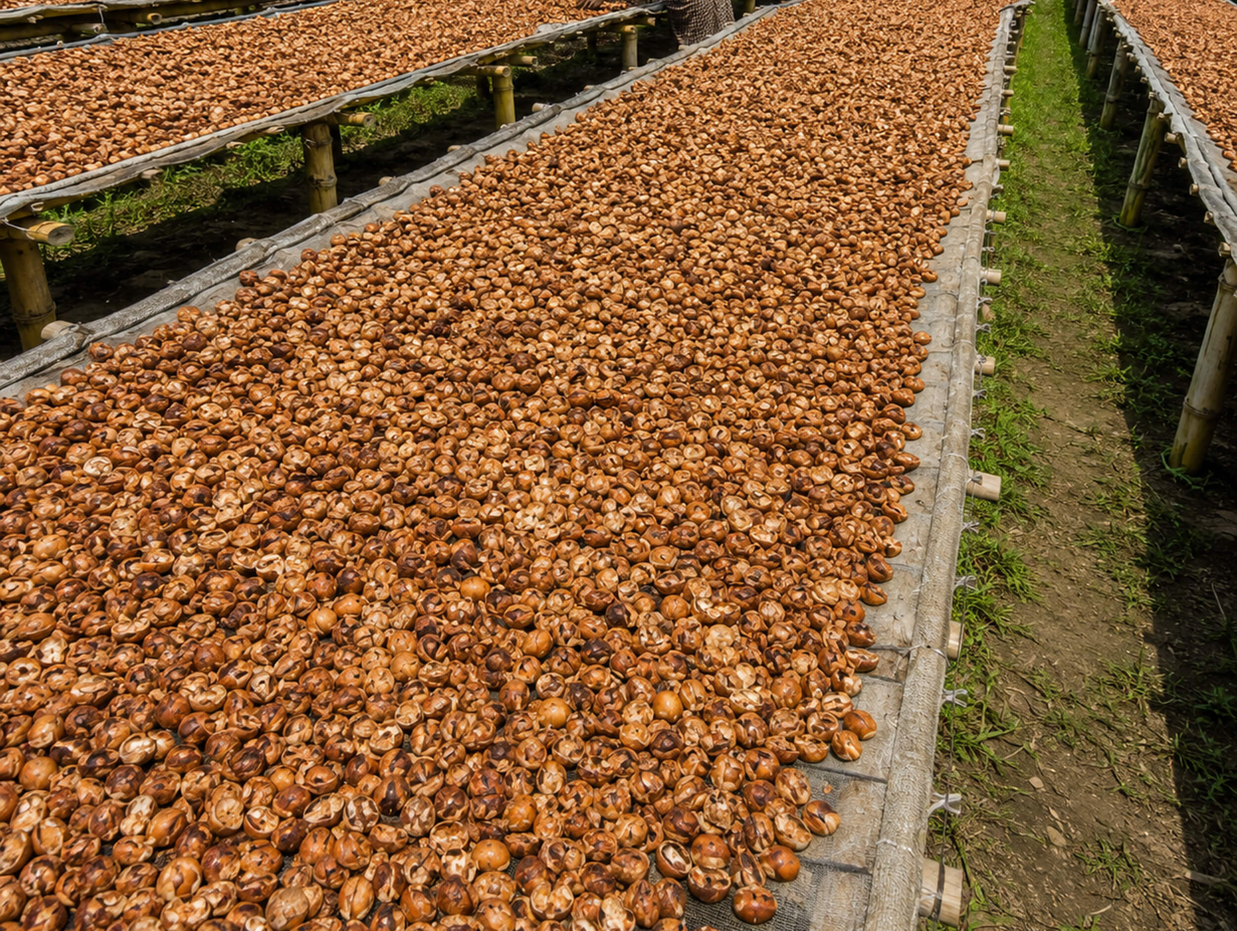 Betel Nut
