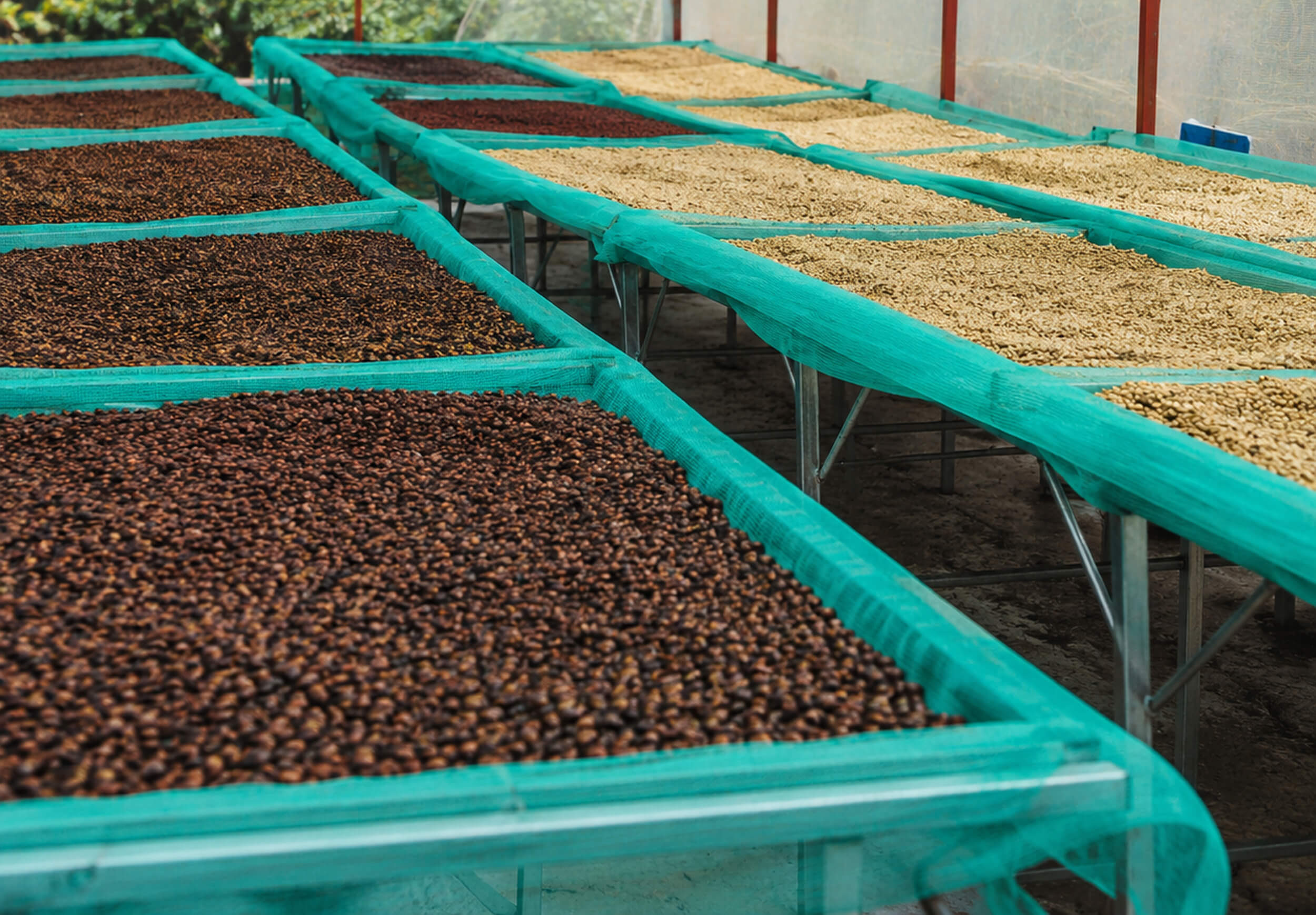 Robusta Coffee